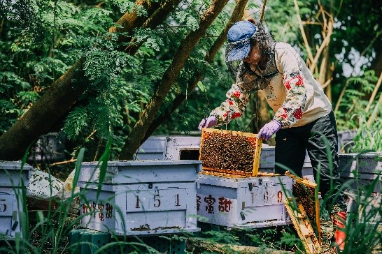 甜蜜蜂坊－養蜂場体験