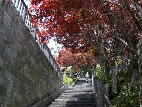 太平山賞楓步道1
