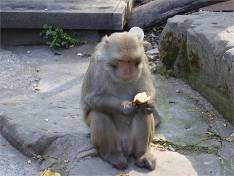 這是一隻公獼猴在享用食物...香蕉...好香喔!