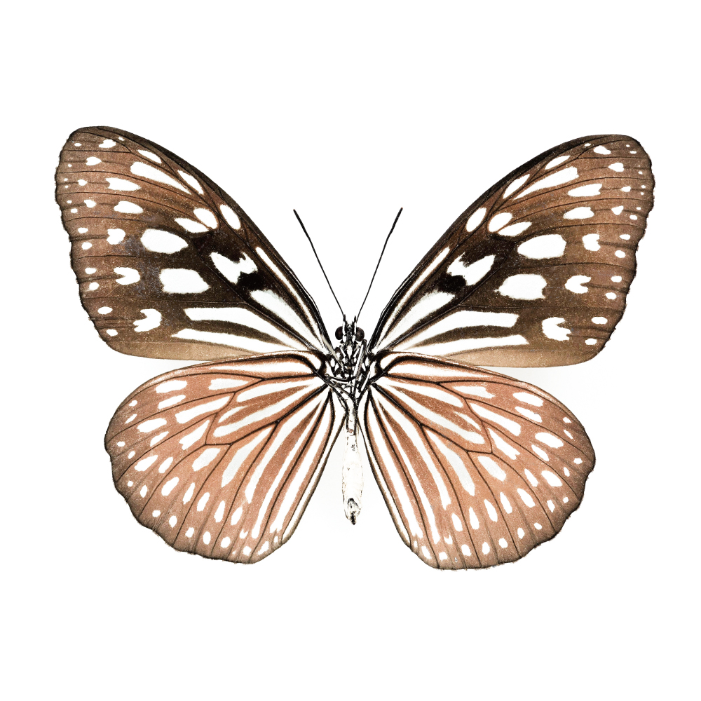 琉球青斑蝶