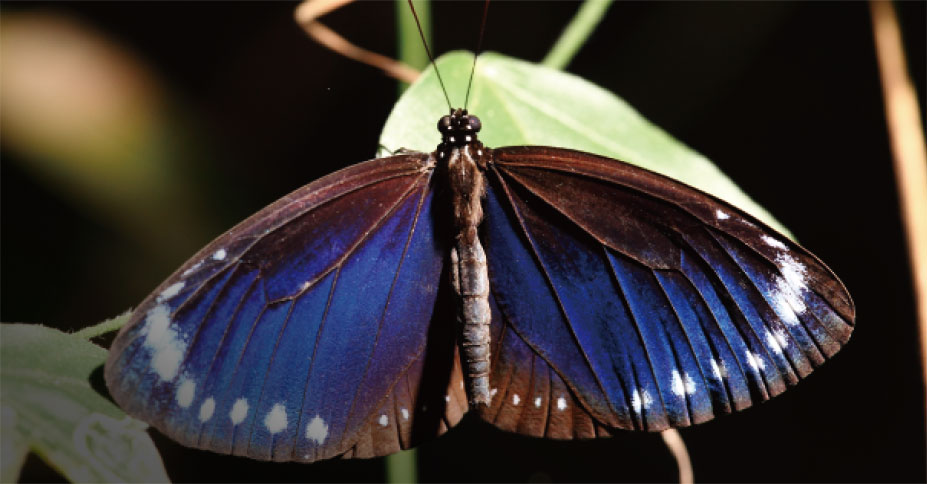 小紫斑蝶
