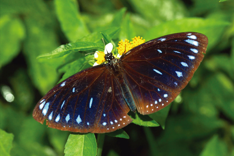 圓翅紫斑蝶